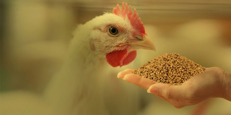 Cách nuôi gà đá bo dinh dưỡng cần đủ xơ, đủ đạm