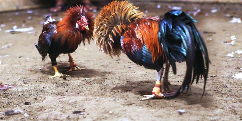 Gà đá bo được hiểu là gì