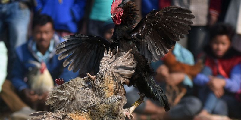 Tổng quan về đá gà 88