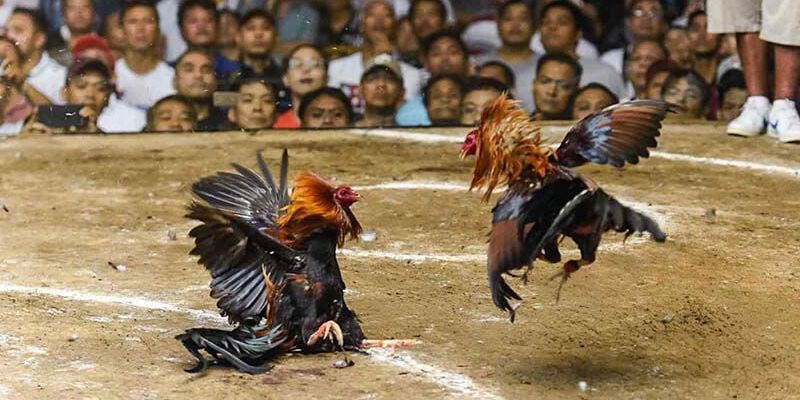 Chọi gà tre rất hot