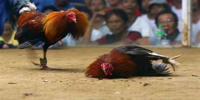 Một chiến kê bỏ chạy coi như phần thắng thuộc về kê còn lại