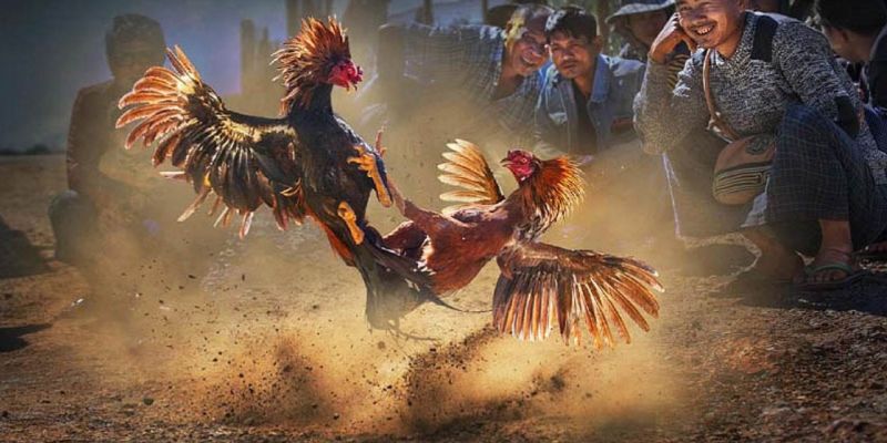 Đá gà cựa dao đạt tỉ lệ người chơi cao nhất qua từng năm