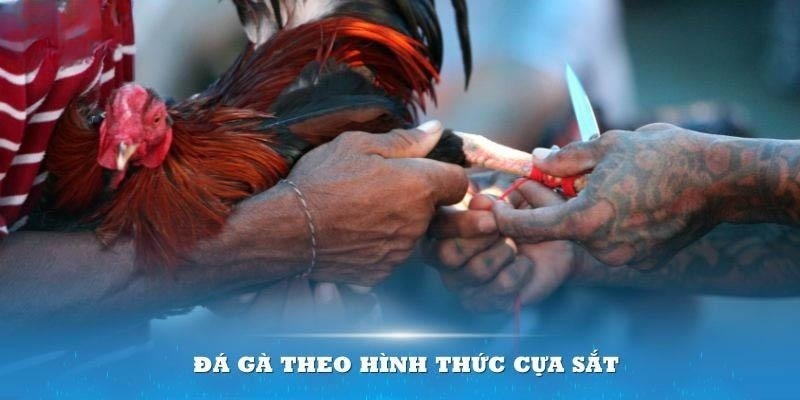 Thực hiện 3 bước để tham gia đá gà cựa sắt