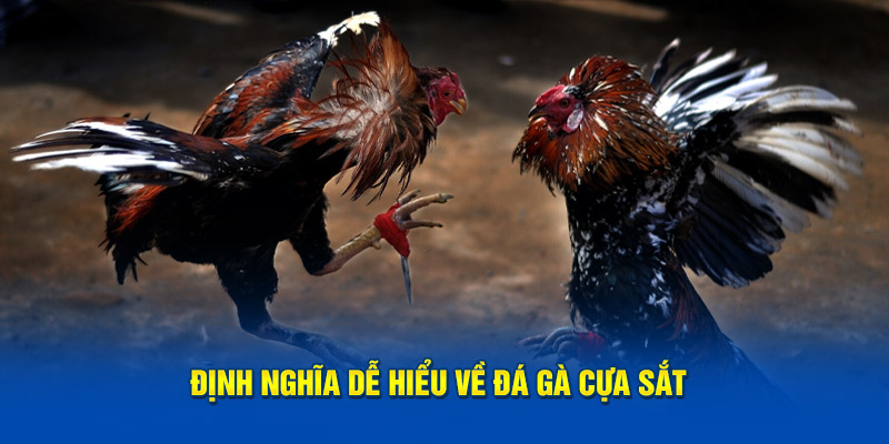 Đá gà cựa sắt đang thu hút nhiều kê thủ đầu tư