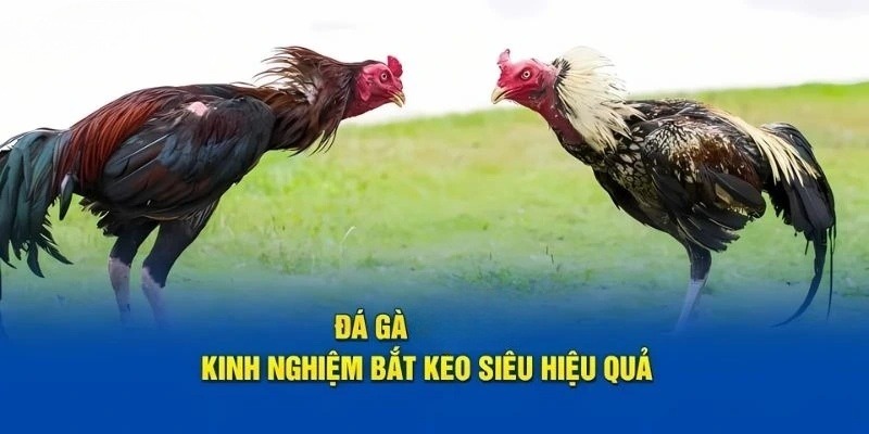 Knh nghiệm chọn kèo đá gà cựa sắt chuẩn như cao thủ