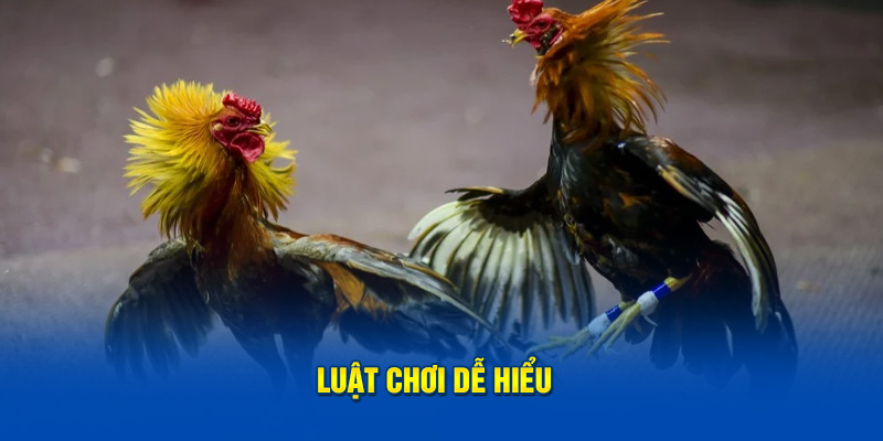 Luật chơi đá gà cựa sắt nổi bật với mức độ dễ tiếp cận cho tân thủ