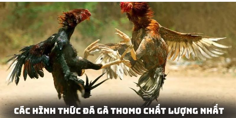 Một số hình thức đá gà thomo KO66 phổ biến, được yêu thích nhất