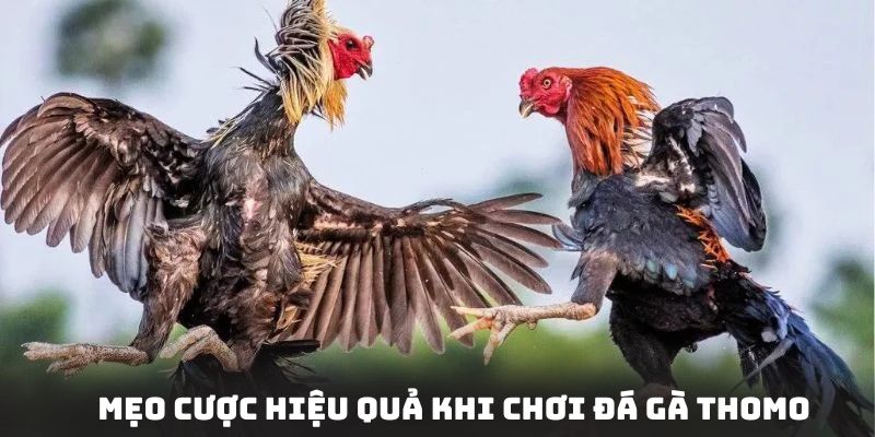 Chia sẻ kinh nghiệm tham gia cá cược đá gà trúng lớn từ chuyên gia