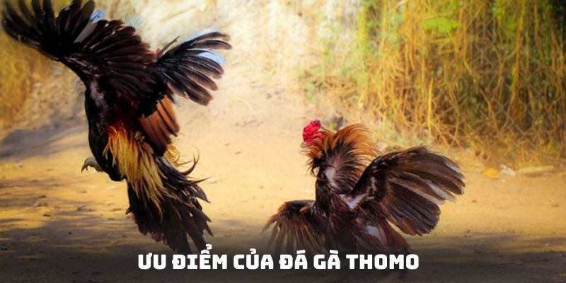 Những ưu điểm tuyệt vời mà đá gà thomo mang lại