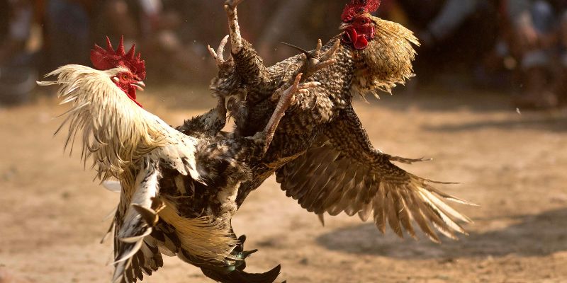 Đá gà trực tiếp C3 cựa dao nảy lửa
