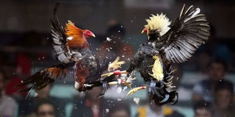 Nhộn nhịp cuốn hút từng giây phút