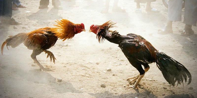 Đá gà truyền thống thú vị