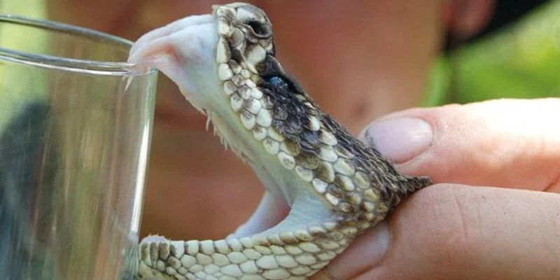 Mơ bị rắn hổ mang cắn
