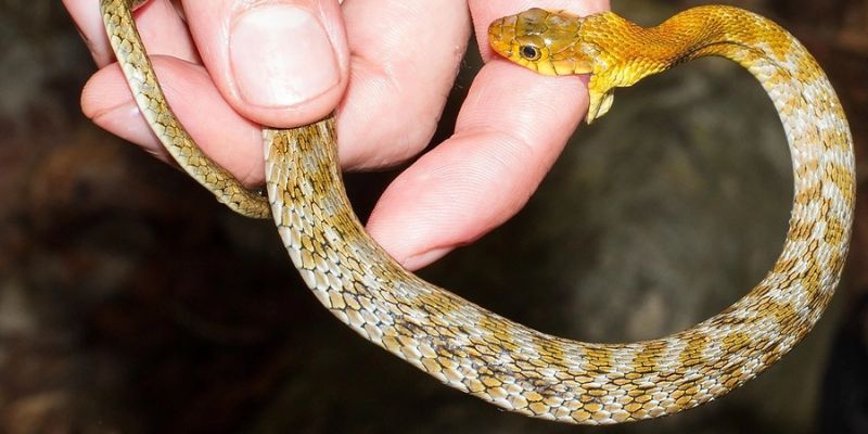 Rắn là động vật quen thuộc