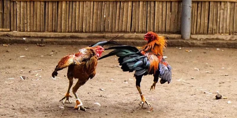 Trực tiếp đá gà Mỹ