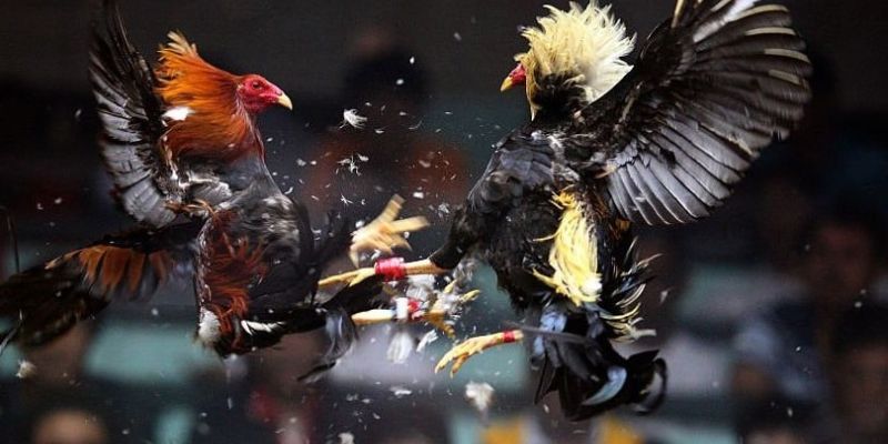 Một vài lưu ý khi tham gia chọi kê trực tiếp 67